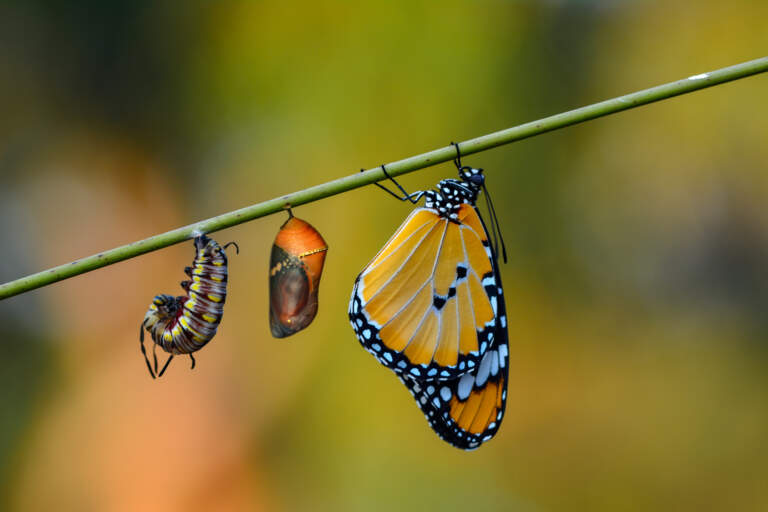 Transcendental Transformation: Part 2