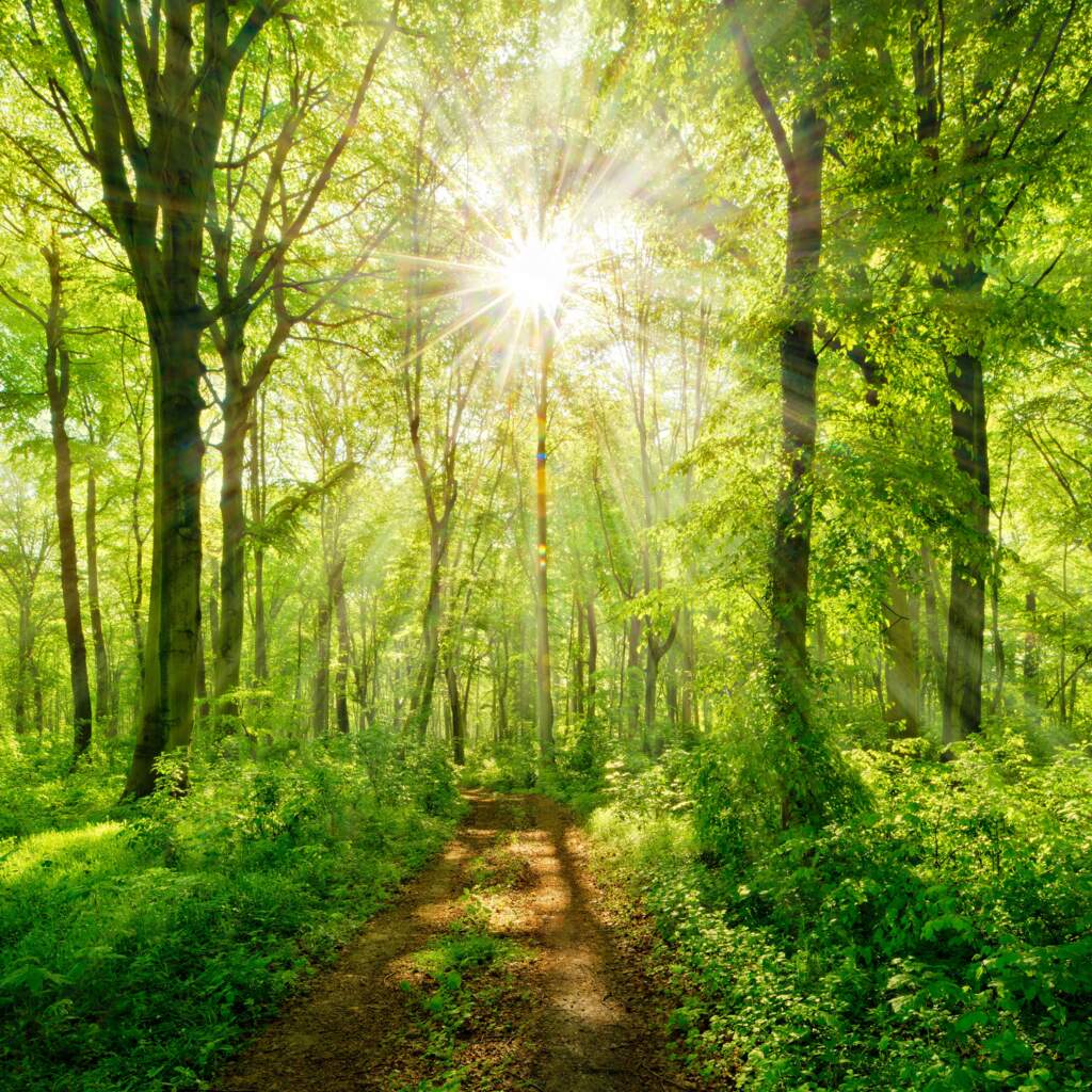 Eternal Divine Light