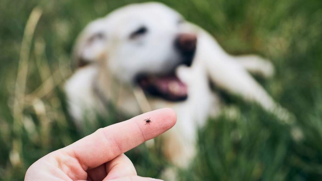 Prevent, Check & Treat Tick Bites