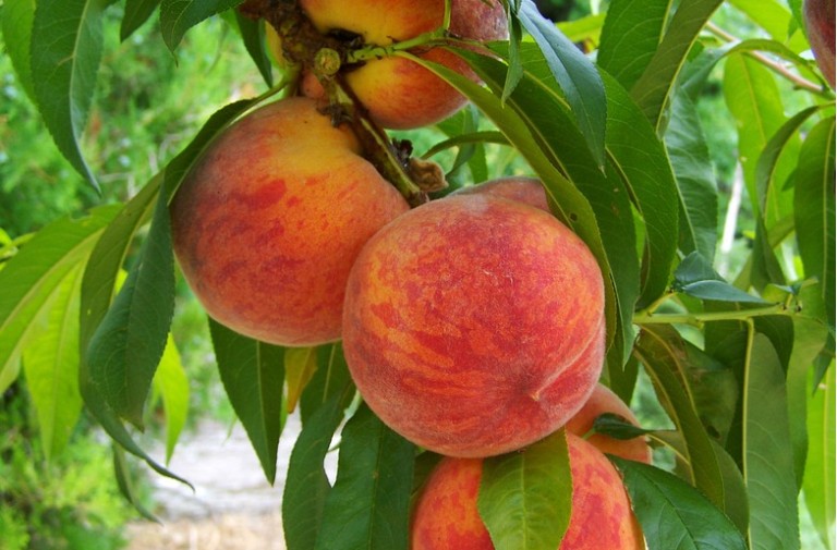 Peach Sorbet