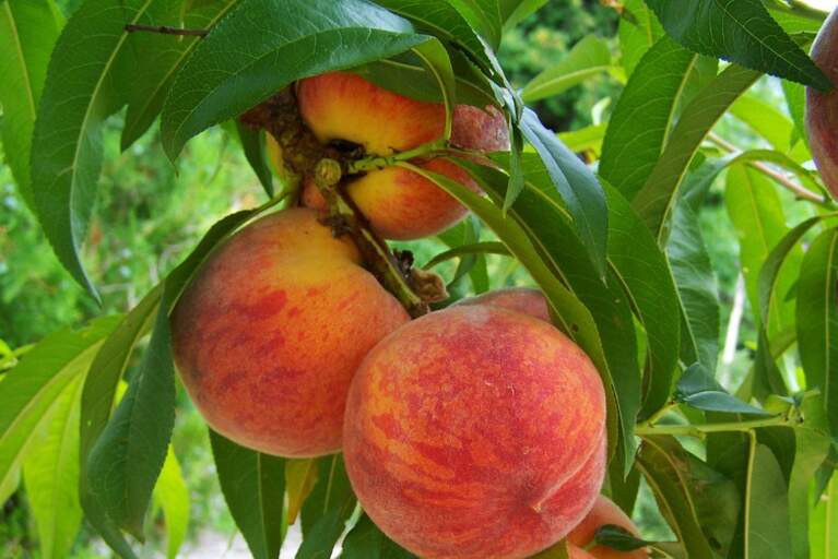 Peach Sorbet